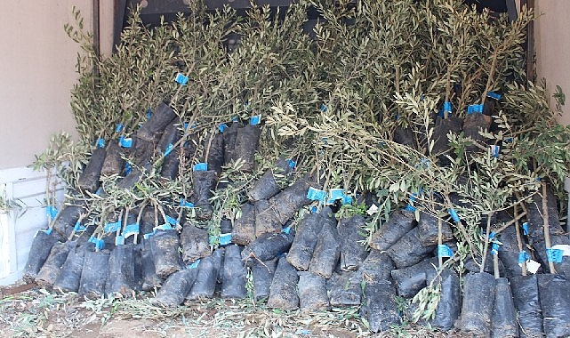 19 il&ccedil;ede 2 bin &uuml;reticiye 40 bin zeytin fidanı dağıtılacak