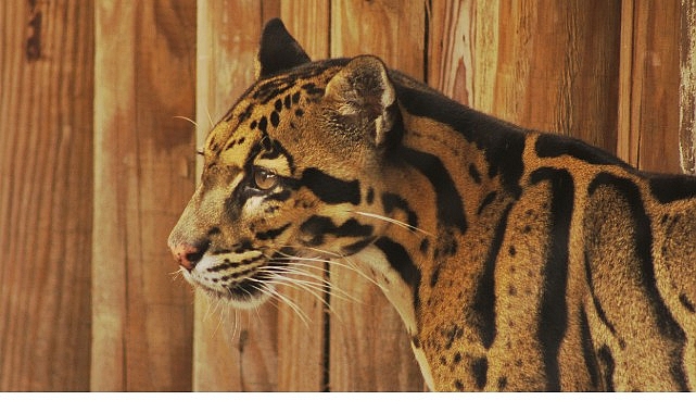 2 B&ouml;l&uuml;mden Oluşan &lsquo;Tampa&rsquo;nın Sırları &Ouml;zel&rsquo;, 19 ve 26 Mayıs Pazartesi G&uuml;nleri 20.00&rsquo;de National Geographic WILD Ekranlarında!