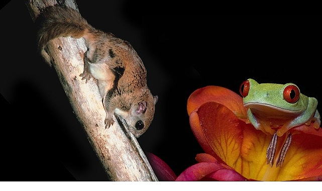 3 B&ouml;l&uuml;mden Oluşan &lsquo;Doğanın En Tuhafları&rsquo;,   18 Ocak Pazar 20.00&rsquo;de İlk İki B&ouml;l&uuml;m&uuml;yle  National Geographic WILD Ekranlarında!