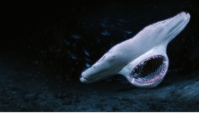 3 B&ouml;l&uuml;mden Oluşan Seri &lsquo;K&ouml;pekbalığı Saldırınca &Ouml;zel&rsquo;, 6 Temmuz Pazar 21.00&rsquo;de National Geographic WILD Ekranlarında Başlıyor!