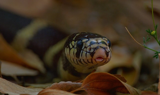 3 B&ouml;l&uuml;mden Oluşan &lsquo;Yılanların Gizli D&uuml;nyası&rsquo;,   1 Mart Pazar 20.00&rsquo;de   National Geographic WILD Ekranlarında!