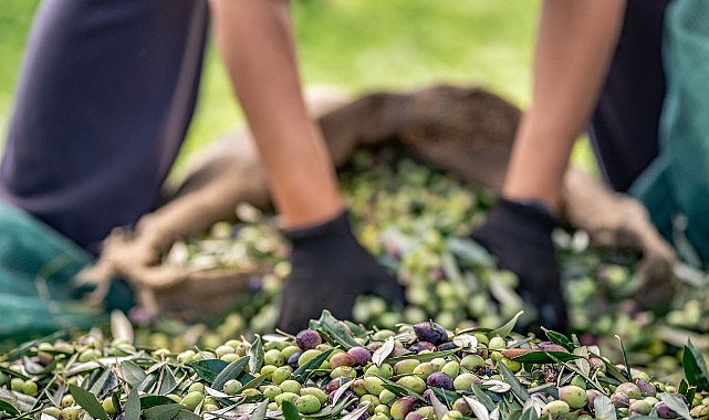 30 bin kilometre u&ccedil;tular T&uuml;rkiye&rsquo;nin Avustralya&rsquo;ya zeytin ve zeytinyağı ihracatını y&uuml;zde 143 artırdılar