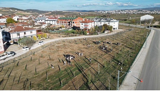 572 Fidanlı Koruluk Akhisar&rsquo;a Nefes Olacak