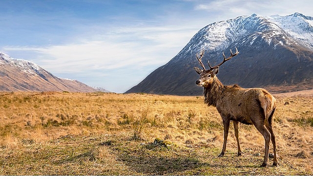 6 B&ouml;l&uuml;ml&uuml;k Seri &lsquo;Avrupa&rsquo;nın Vahşi Harikaları&rsquo;, 15 Kasım&rsquo;dan İtibaren Cumartesi G&uuml;nleri 20.00&rsquo;de İki B&ouml;l&uuml;m Art Arda National Geographic WILD Ekranlarında!