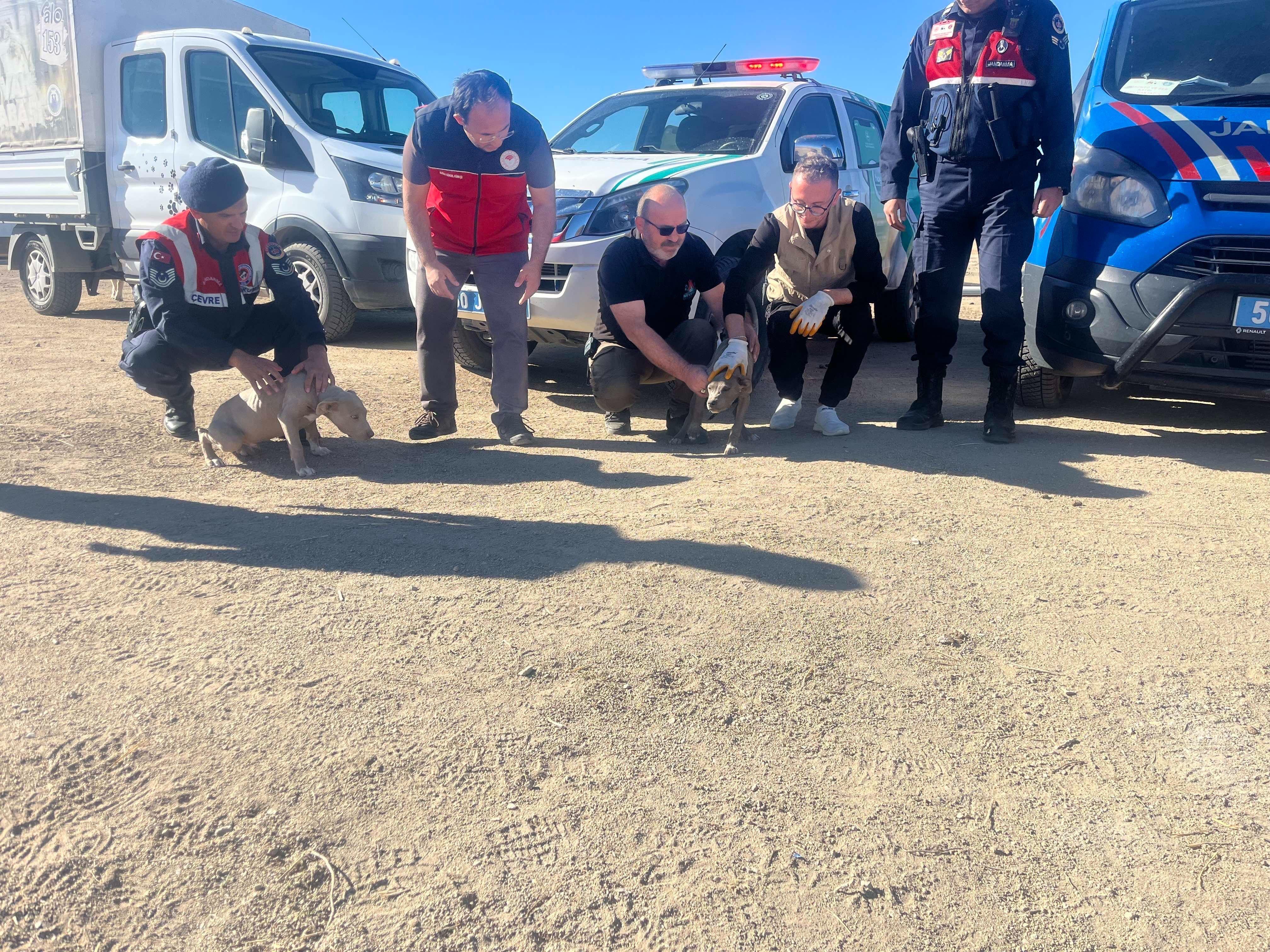 Nevşehir&rsquo;de 8 Yasaklı Irk K&ouml;pek Ele Ge&ccedil;irildi