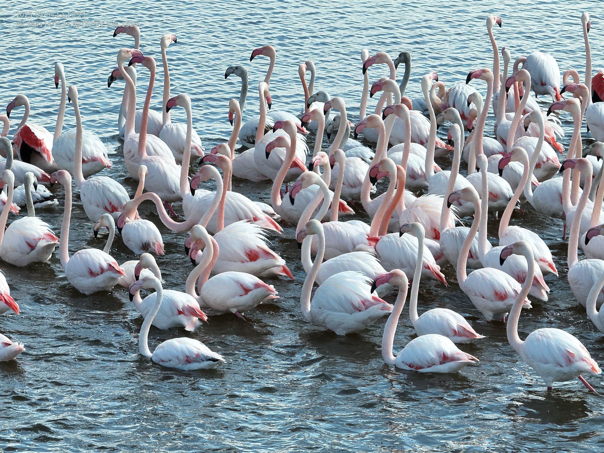 Kızılırmak&rsquo;ta Flamingo Zarafeti: Nevşehir Jandarması Doğayı Koruyor