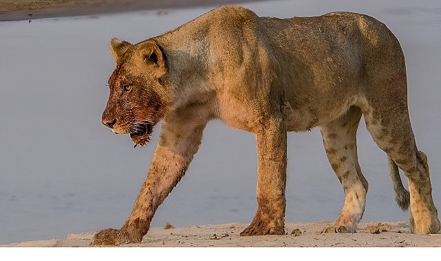 &lsquo;Afrika&rsquo;nın Nehir Devleri&rsquo; 9 Ağustos Cumartesi 20.00&rsquo;de National Geographic WILD Ekranlarında İzleyicilerle Buluşuyor!