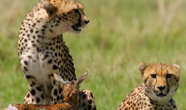 &lsquo;Afrika&rsquo;nın Vahşi Dahileri&rsquo;, 2 Kasım Pazar 20.00&rsquo;de National Geographic WILD Ekranlarında!