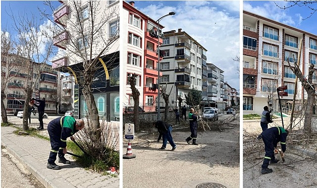 Ağa&ccedil; Budama &Ccedil;alışmaları S&uuml;r&uuml;yor