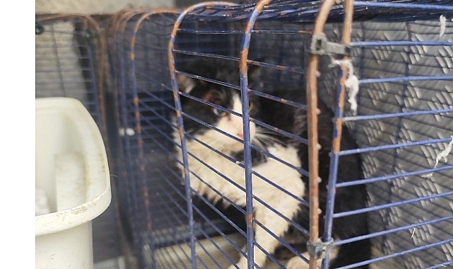 Ağva Deresi&rsquo;nde mahsur kalan kedi kurtarıldı