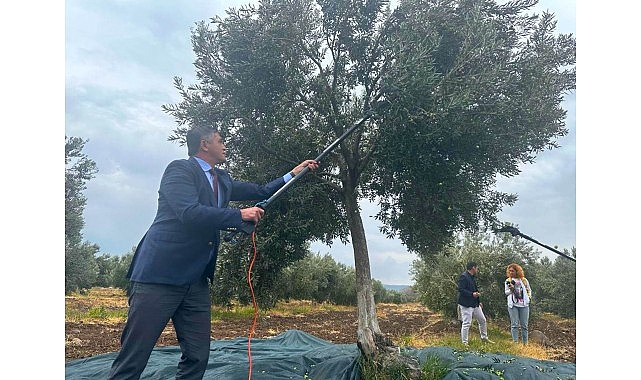Aliağa, 4. Zeytin Hasat Şenliği&rsquo;nde Buluşuyor