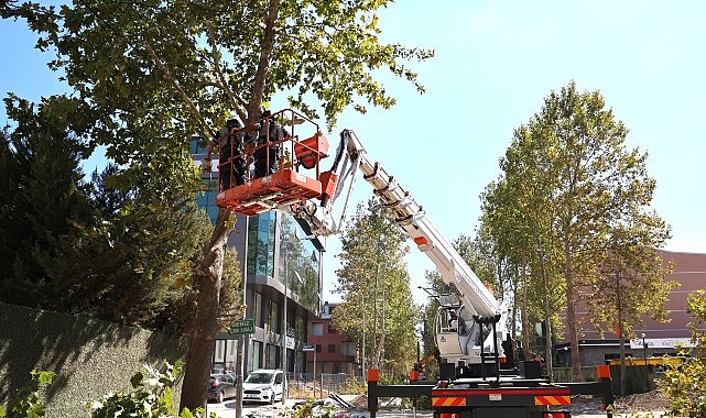 Alikahya Tramvay Hattı'nda ağa&ccedil;lar budanıyor