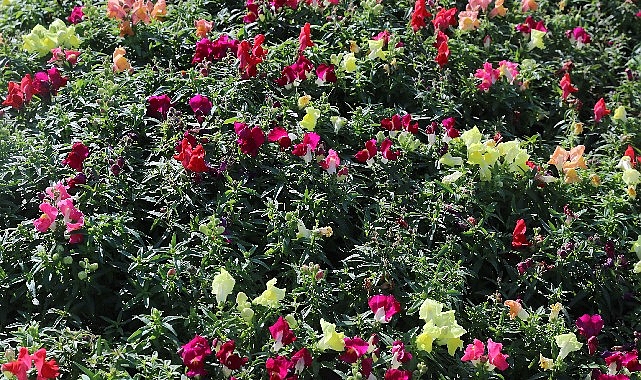 Antalya&rsquo;da 4 milyon &ccedil;i&ccedil;ek toprakla buluşuyor