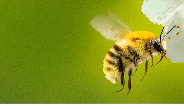 &lsquo;Arıların Gizemli D&uuml;nyası&rsquo;,   7 Nisan Salı Saat 20.00 ve 21.00&rsquo;de İki B&ouml;l&uuml;m Art Arda  National Geographic WILD Ekranlarında İzleyicilerle Buluşuyor!