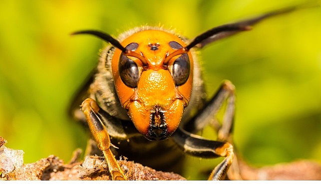 &lsquo;Asya&rsquo;nın Vahşi Eşek Arıları&rsquo;, 6 Eyl&uuml;l Cumartesi 20.00&rsquo;de National Geographic WILD Ekranlarında!