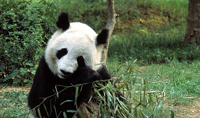 &lsquo;Asya&rsquo;nın Vahşi Sırları &Ouml;zel&rsquo;, 13 Eyl&uuml;l Cumartesi 20.00&rsquo;de National Geographic WILD Ekranlarında İzleyicilerle Buluşuyor!