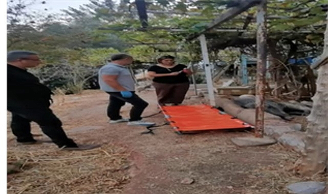 Ateşli silahla yaralanan domuz Doğal Yaşam Parkı&rsquo;nda sağlığına kavuştu