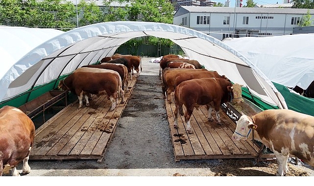 Bağcılar&rsquo;da kurban pazarının g&ouml;zdesi &ldquo;Şampiyon&rdquo;