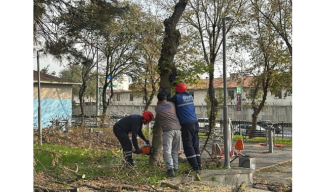 Bakırk&ouml;y Belediyesi'nden Teke B&ouml;ceğine Karşı Etkin M&uuml;cadele