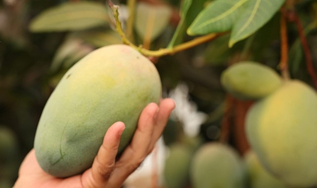 Başkan B&ouml;cek&rsquo;ten avokado ve mango hasadı