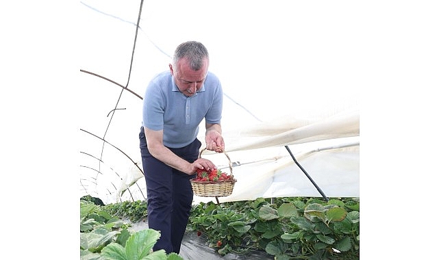 Başkan B&uuml;y&uuml;kakın &ccedil;ilek hasadına katıldı