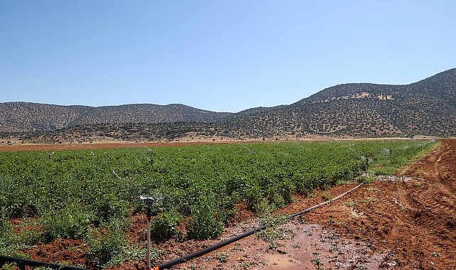 Beğiş&rsquo;te tarım arıtma suyuyla yeşerdi