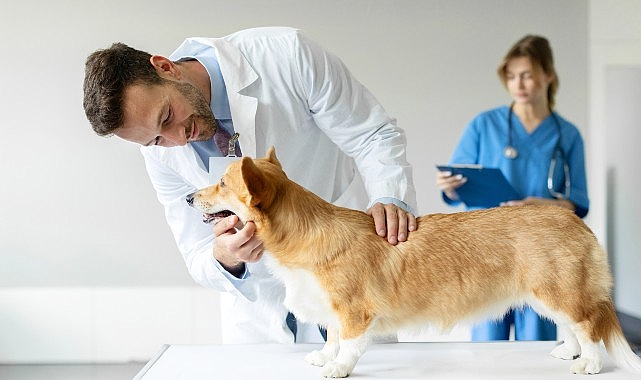Boehringer Ingelheim&rsquo;dan Veteriner Hekimlere Y&ouml;nelik Araştırma