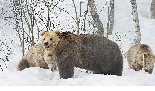 &lsquo;Boz Ayının Kışı&rsquo;,   7 Aralık Pazar 20.00&rsquo;de   National Geographic WILD Ekranlarında!