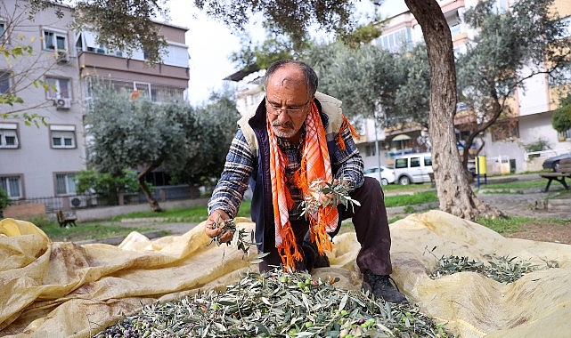 Buca&rsquo;da zeytin hasadı zamanı