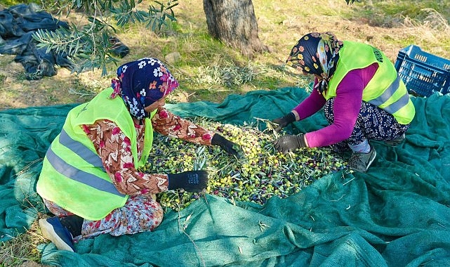 Burhaniye&rsquo;de Zeytin Hasadı Başladı