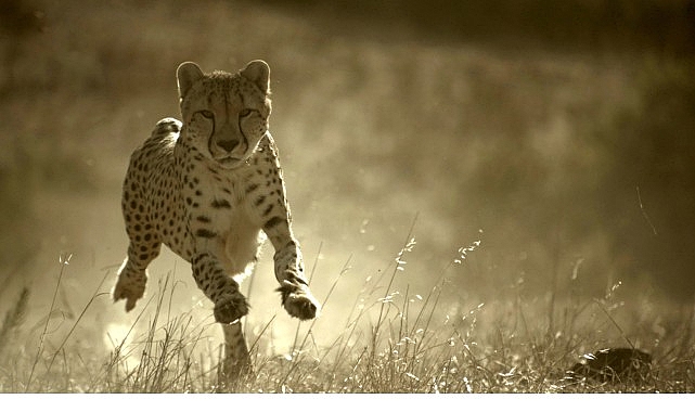 &lsquo;B&uuml;y&uuml;k Kediler D&uuml;nyası&rsquo;,   1 Şubat Pazar 20.00&rsquo;de   National Geographic WILD Ekranlarında!