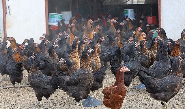 B&uuml;y&uuml;kşehir, y&uuml;zde 50 hibeli 16 bin tavuk dağıttı