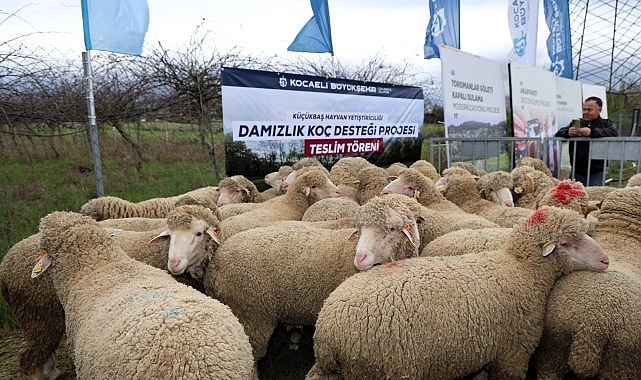 B&uuml;y&uuml;kşehir&rsquo;den hayvancılığa damızlık ko&ccedil; desteği