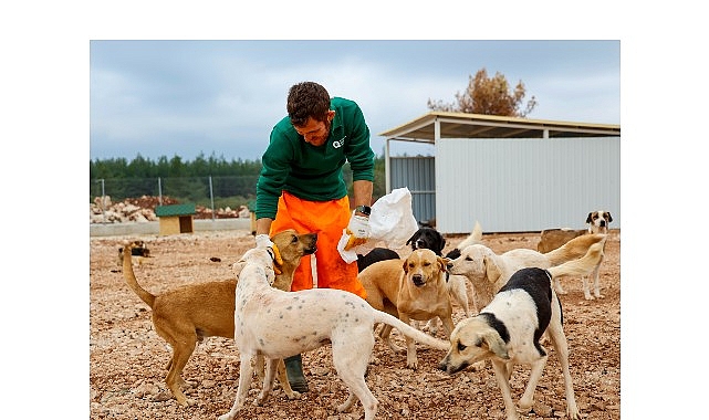 B&uuml;y&uuml;kşehir&rsquo;den sokak k&ouml;peklerine &ouml;zel yaşam alanı