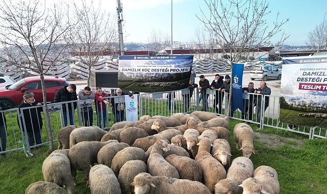 B&uuml;y&uuml;kşehir'den &uuml;reticilere damızlık ko&ccedil; desteği