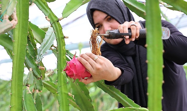 B&uuml;y&uuml;kşehir&rsquo;den &uuml;reticilere katma değeri y&uuml;ksek alternatif &uuml;r&uuml;n desteği