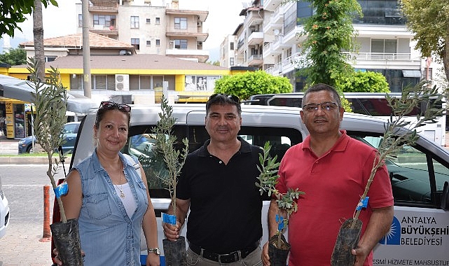 B&uuml;y&uuml;kşehir&rsquo;den &uuml;reticiye zeytin fidanı desteği