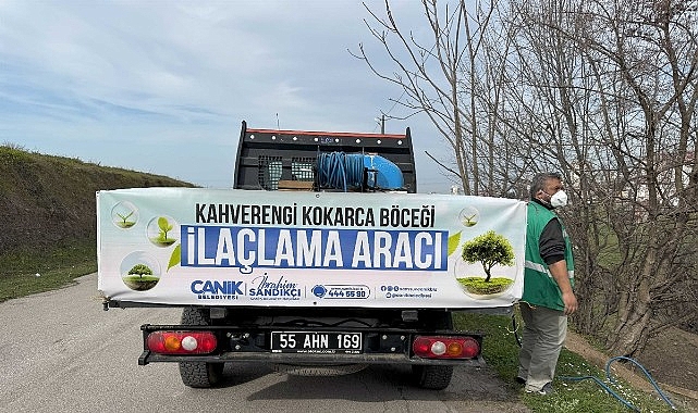 Canik'te Kokarca B&ouml;ceğine Karşı M&uuml;cadelede Atak