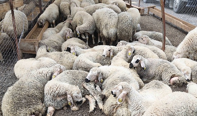 &Ccedil;ankaya Kurban Bayramına Hazır