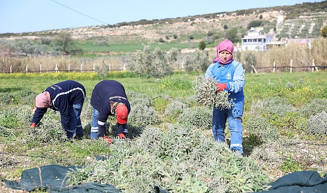 Didim Belediyesi&rsquo;nden '&Uuml;reten Belediyecilik' Uygulaması