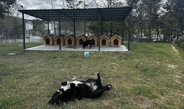 Digiturk&rsquo;ten Ayazağa&rsquo;daki Sokak Hayvanları İ&ccedil;in G&uuml;venli Bir Yuva