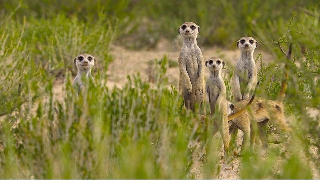 &lsquo;Doğanın Dahileri&rsquo;, 20 Ağustos &Ccedil;arşamba 20.00&rsquo;de National Geographic WILD Ekranlarında!