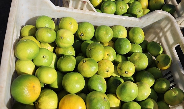 Ekim ayında mandalina ihracatında y&uuml;zde 144&rsquo;l&uuml;k rekor artış