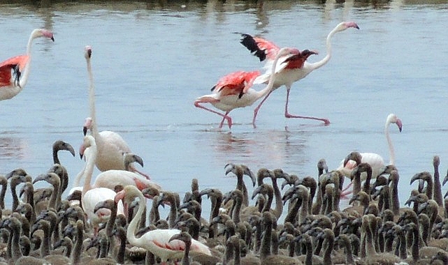 Flamingoların b&uuml;y&uuml;leyici d&uuml;nyası Bornova&rsquo;da