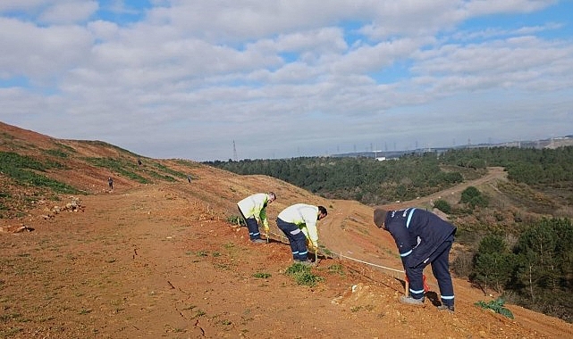 Gebze&rsquo;de 4 bin 500 sedir ağacı toprakla buluştu