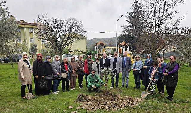 G&ouml;lc&uuml;k'te Orman Haftasında Zeytin Ağa&ccedil;ları Toprakla Buluştu