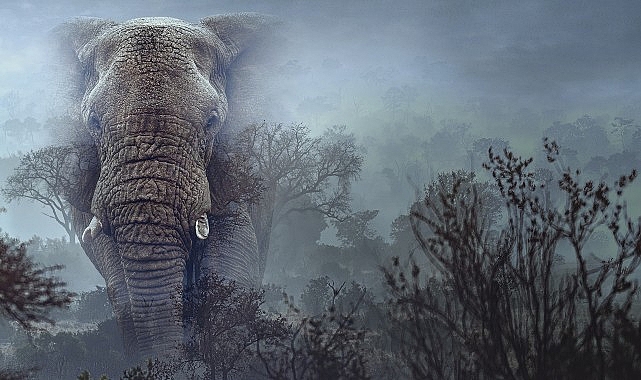 Hayalet Filler&rsquo;,   11 Mart &Ccedil;arşamba 20.00&rsquo;de   National Geographic WILD Ekranlarında!
