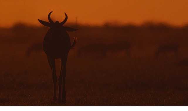 İki B&ouml;l&uuml;mden Oluşan &lsquo;Mara: Yeniden Doğuş&rsquo;,   16 ve 23 Kasım Pazar G&uuml;nleri 20.00&rsquo;de   National Geographic WILD Ekranlarında İzleyicilerle Buluşuyor!