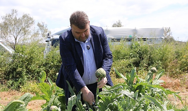 İl&ccedil;enin &ouml;nemli tarımsal &uuml;retim merkezlerinden D&uuml;zce K&ouml;y&uuml;&rsquo;nde ger&ccedil;ekleşen hasada, Seferihisar Belediye Başkanı İsmail Yetişkin de katıldı.