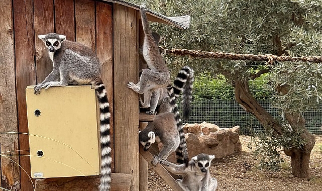 İzmir Doğal Yaşam Parkı&rsquo;nda Davranış Zenginleştirme At&ouml;lyesi